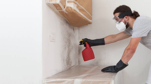 Basement Mold Remediation treatment on basement walls in Pineville
